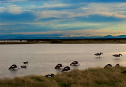 Lake Ellesmere